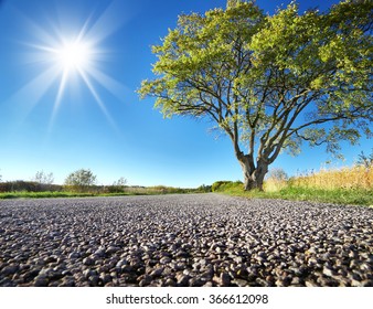 Elm Tree On The Road Side