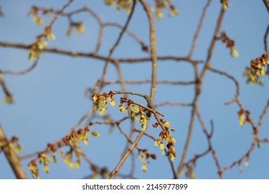 The Elm Tree Seed Pods In Spring