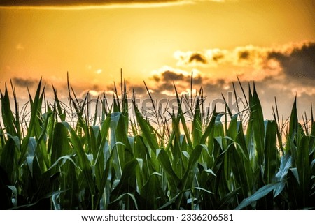 Elmore, Ohio summer cornfield sunset