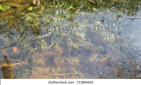 Elodea And Other Water Plants