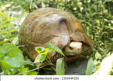 Elongated Tortoise (Indotestudo Elongata) Found In The Jhapa District Of Eastern Nepal.