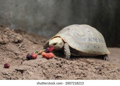 759 Elongated tortoise Images, Stock Photos & Vectors | Shutterstock