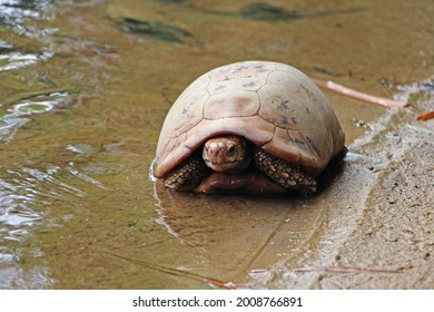 759 Elongated tortoise Images, Stock Photos & Vectors | Shutterstock