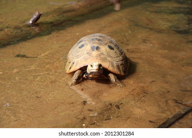 148 Tortoise shell bamboo Images, Stock Photos & Vectors | Shutterstock