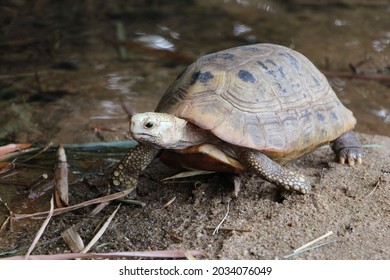 148 Tortoise shell bamboo Images, Stock Photos & Vectors | Shutterstock