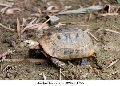 148 Tortoise shell bamboo Images, Stock Photos & Vectors | Shutterstock