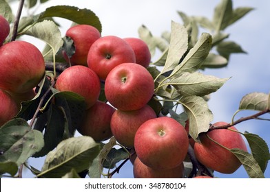 Elstar Apple Malus Domestica Stock Photo 348780104 | Shutterstock