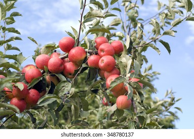 Elstar; Apple; Malus; Domestica