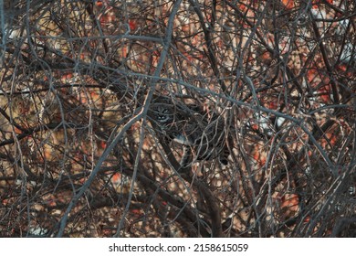 An Elusive Bobcat Hides In A Tree