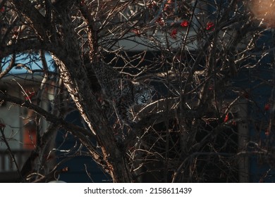 An Elusive Bobcat Quietly Climbs Down A Tree