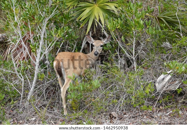 Elusive and endangered Female Florida Key Deer\
caught on camera moving around and eating amongst the palm trees on\
Big Pine Key.