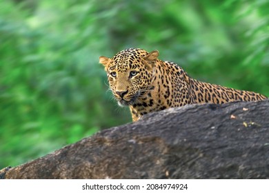 The Elusive Indian Leopard In Its Natural Habitat