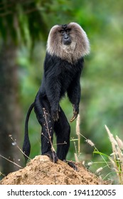 The Elusive Lion Tailed Macaque