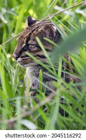 Elusive Margay In The Rainforest Of Costa Rica