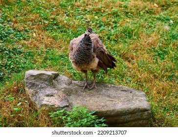 The Elusive Peahen Standing On A Rock