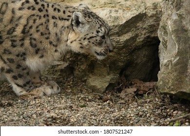 Elusive Snow Leopard Panthera Uncia 