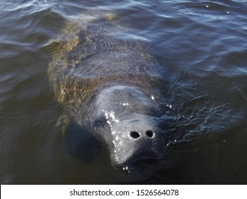 The Elusive West Indian Manatee