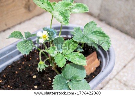 Elvira strawberry plant in pot with flower
