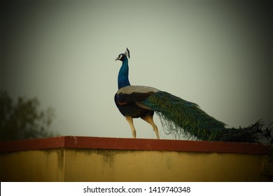 elwgant peacock in a village home, roof in village abusar, district jhunjhunu, state of Rajasthan, India.