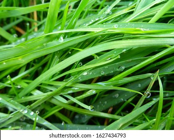 Couch-grass Images, Stock Photos & Vectors | Shutterstock