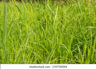 Elymus Repens (wheatgrass, Wheat Grass, Couch Grass) Texture. A Lot Of Green Grass Stalks With Long Leaves. Herbaceous Background, Beautiful Herbal Texture. Close-up, Selective Focus.