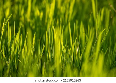 Elytrigia. Herbaceous background of juicy high green couch grass close-up. Fresh young bright grass Elymus repens beautiful herbal texture, spring. Water drops, wheatgrass morning dew, rain