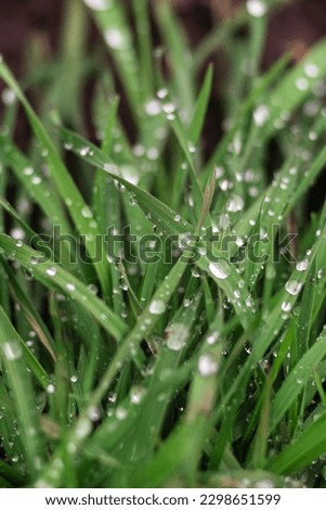 Elytrigia. Herbaceous background of juicy high green couch grass close-up. Fresh young bright grass Elymus repens beautiful herbal texture, spring. Water drops, wheatgrass morning dew, rain lawn 