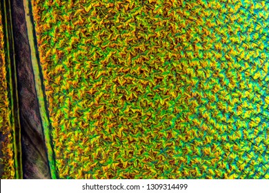 Elytron Surface Texture Of A Spanish Fly Beetle. Metallic Green And Red And Blue Colors