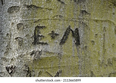 E+M Initials Carved In Tree Bark