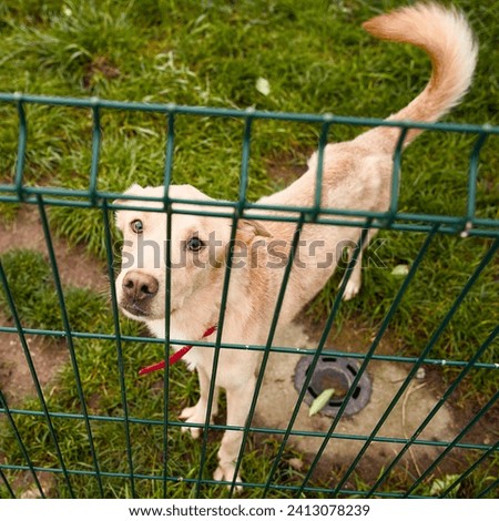 emaciated dog at an animal shelter for found animals 