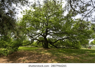 Emancipation Oak Spreading Canopy, Hampton University Virginia