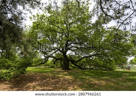 Emancipation Oak Spreading Canopy, Hampton University Virginia