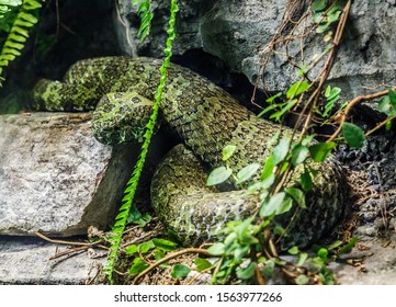 Emarald Tree Boa, Shot At Atlanta Zoo.