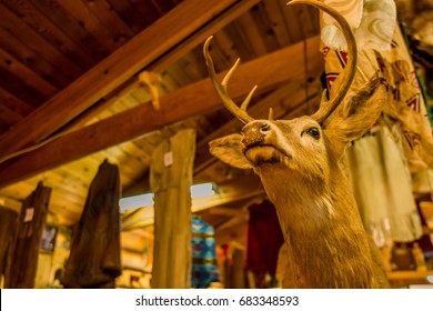 Embalmed Mounted Deer Head