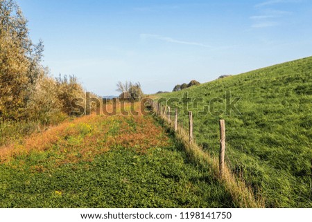 Similar – Image, Stock Photo I wither Plant Summer