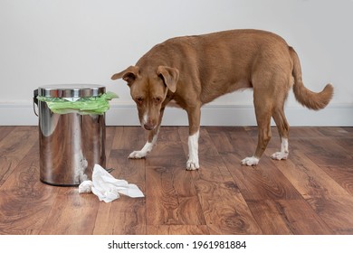 Embarrassed Dog Playing With Garbage