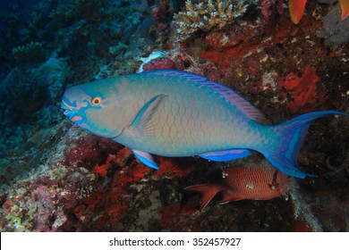 Ember parrotfish (Scarus rubroviolaceus) underwater in the coral reef 