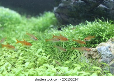 Ember Tetra Exotic Fish From Amazon River Very Popular Fish Among Aquarist Hobbies Suitable For Planted Tank And This Fish Must Be Kept In Community