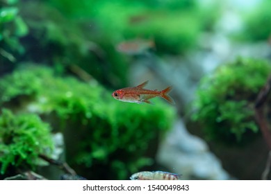 Ember Tetra(Hyphessobrycon Amandae) Beautiful Red Small Fish From South America