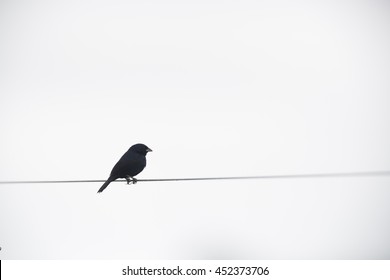 Emberizidae
