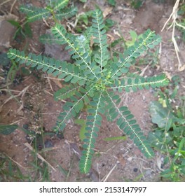 Emblica Officinalis An Ayurvedic Herbal Plant