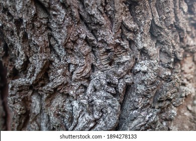 Embossed Bark Texture Of Old Tree Wood Pattern Detail, Macro Photography. Nature Panoramic Photo Of The Tree Texture Surface Abstract Background, Use For Natural Texture Tree Background