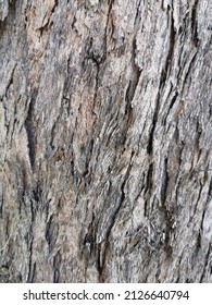 Embossed Bark Texture Of Old Tree Wood Pattern Detail, Macro Photography. Nature Panoramic Photo Of The Tree Texture Surface Abstract Background, Use For Natural Texture Tree Background.