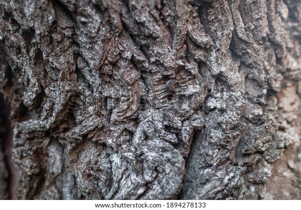 Embossed Bark texture of old tree wood pattern\
detail, macro photography. Nature Panoramic photo of the tree\
texture surface abstract background, use for natural texture tree\
background