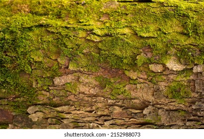 Embossed texture of the bark of fir. Photo of the fir-tree texture with moss and lichen.