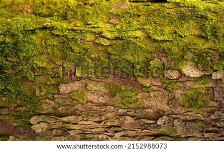 Embossed texture of the bark of fir. Photo of the fir-tree texture with moss and lichen.