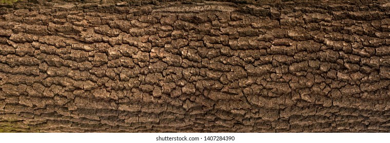 Embossed texture of the bark of oak with green moss. Panoramic photo of the oak texture.