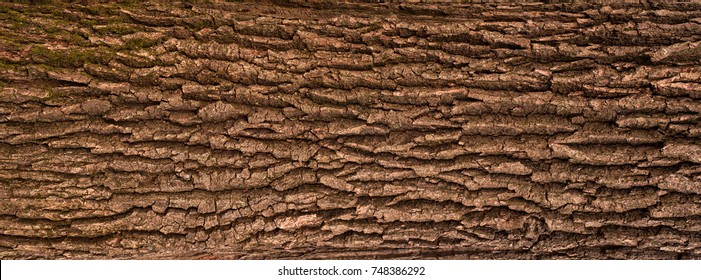 Embossed texture of the bark of oak. Panoramic photo of the oak texture.