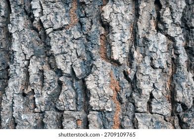 Embossed texture of brown tree bark with termite trails in the gaps. Expanded circular panorama of oak bark.