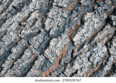 Embossed texture of brown tree bark with termite trails in the gaps. Expanded circular panorama of oak bark.